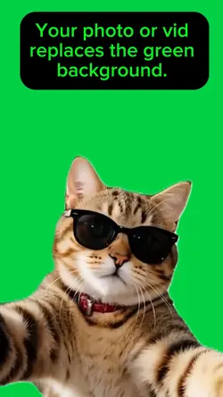 Cool Cat