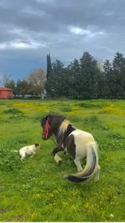 Haylazım😍