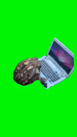 Funny frog meme