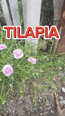 TILAPIA