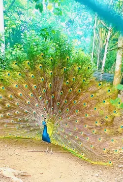 Peacok