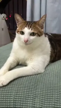 happy cat