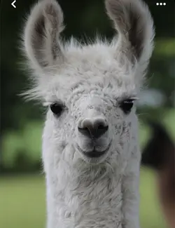 Lama 🦙 <1000💖💖