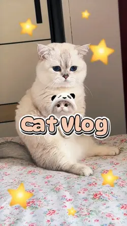 Cat Vlog