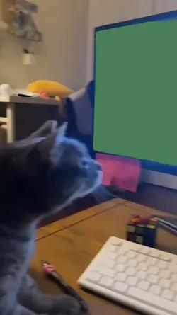 Cat Touching Monitor