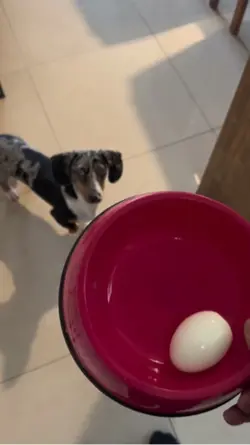 Paçoca comendo ovo