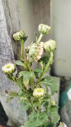 Bunga krisan 