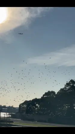 Sunset birds