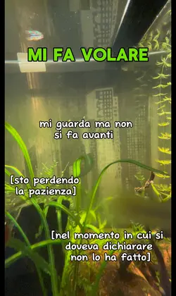 Mi fa volare pt.2