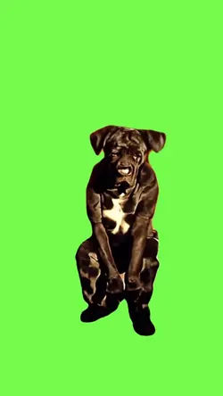 Dog dancing meme 