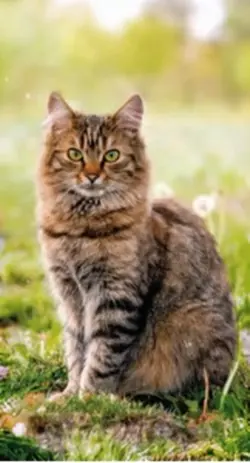 AI無限拡張pet編😸🐶