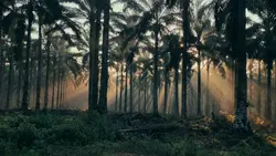 landscape slow