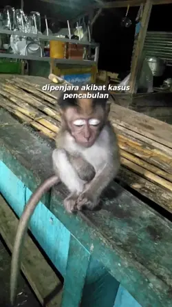 video teman mu