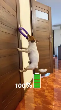 Dog Full Energy 