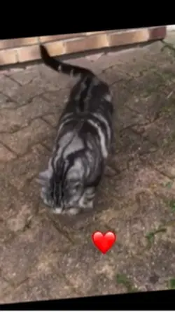 Chat