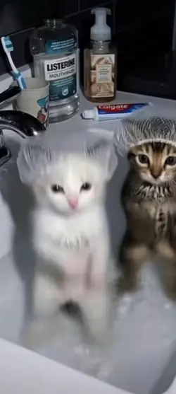 cat clips