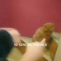 meme kucing 