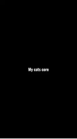 🤣🐈
