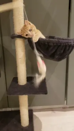 chat, ralenti 