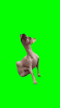 Funny dog meme