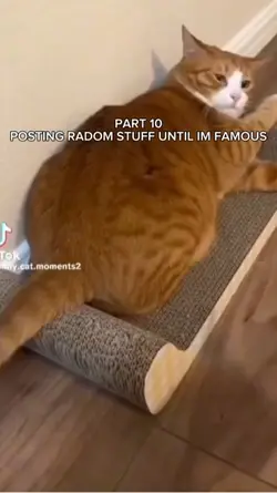funny cats part 2