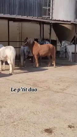 Le p’tit duo 