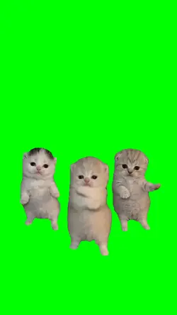 CUTE KITTEN DANCE