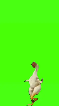 Ayam joget nih