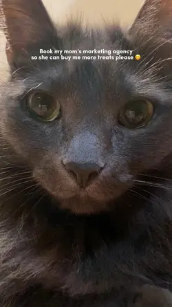 Cat meme cute 