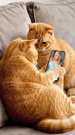 Cat Quarrel