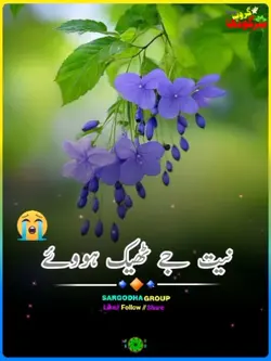 کالے کاں ماہیا 