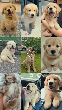 Cute Dog