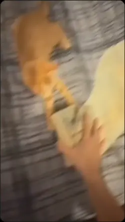 money money 