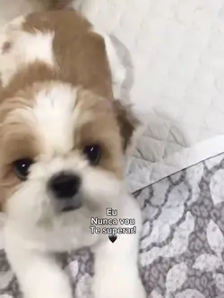 pet que morreu