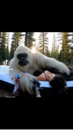 Bigfoot Vlogs
