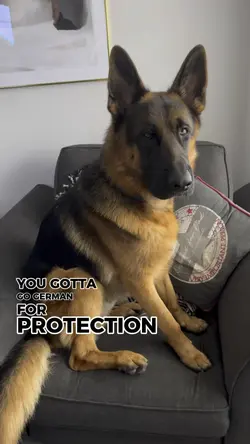 German Shepherd Skit