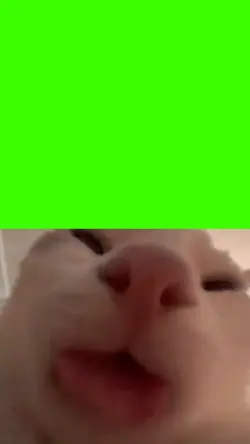 cat meme