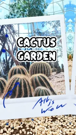 Cactus garden