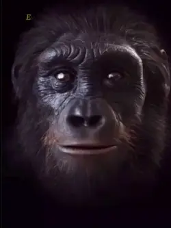 kingkong