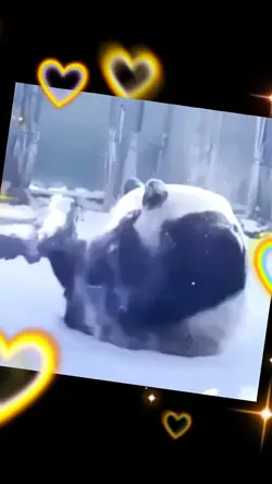 Spinning Panda