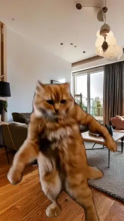Chat qui danse 
