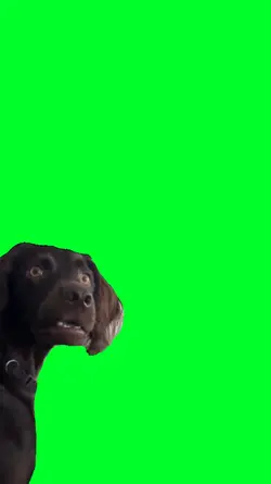 Shocked Dog Meme