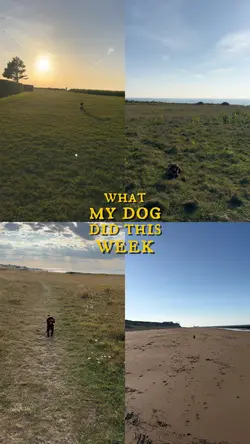 my dog’s week v2