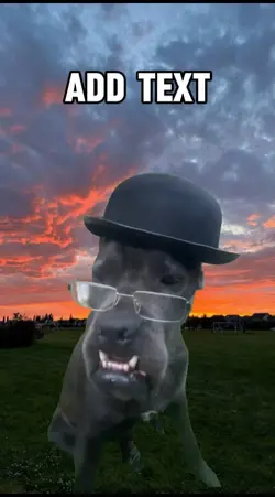 dog with glasses