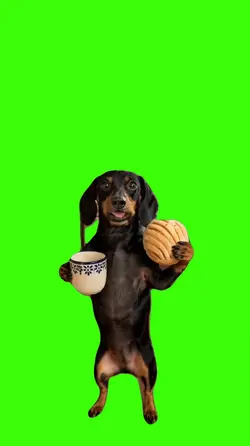Dog/Cachorro.