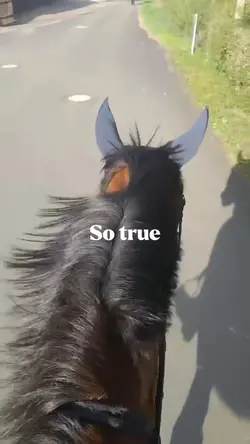 Es sind Pferde