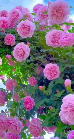 Blume Top Klip