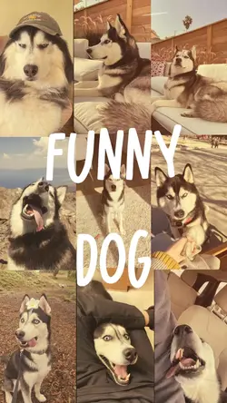 Funny dog