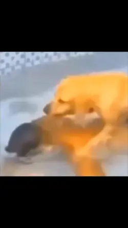 correle wey >:v