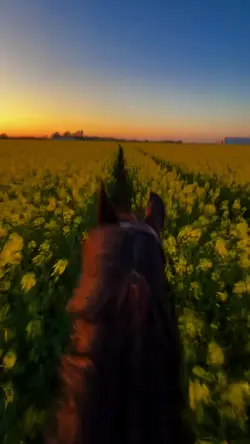 horse riding 🌅🌻